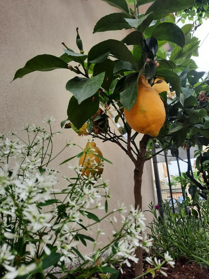 Residence Il Capodoglio ริมินี ภายนอก รูปภาพ